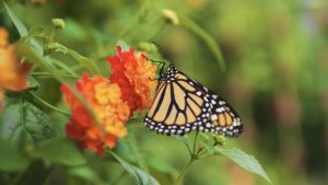 papillons en liberte jardin bota