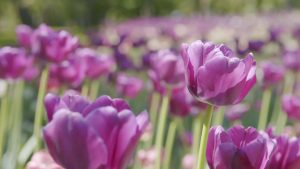 Jardin Botanique de montreal_monolithe_video