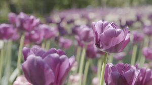 Jardin Botanique de montreal_monolithe_video
